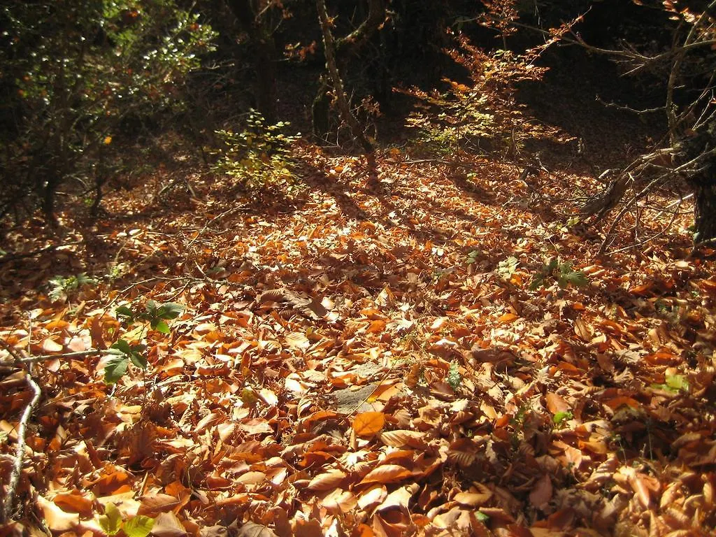 Πανδοχείο Οικία Αλεξάνδρου Παραδοσιακός Ξενώνας Αρναία